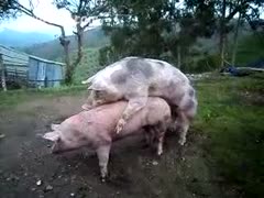 Zoo sex episode featuring 2 hogs fucking outdoors